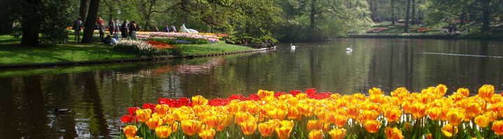 Tulipaner i Keukenhof (WikiCommons Thomas Pusch GPL) Tulipaner i Keukenhof (WikiCommons Thomas Pusch GPL)